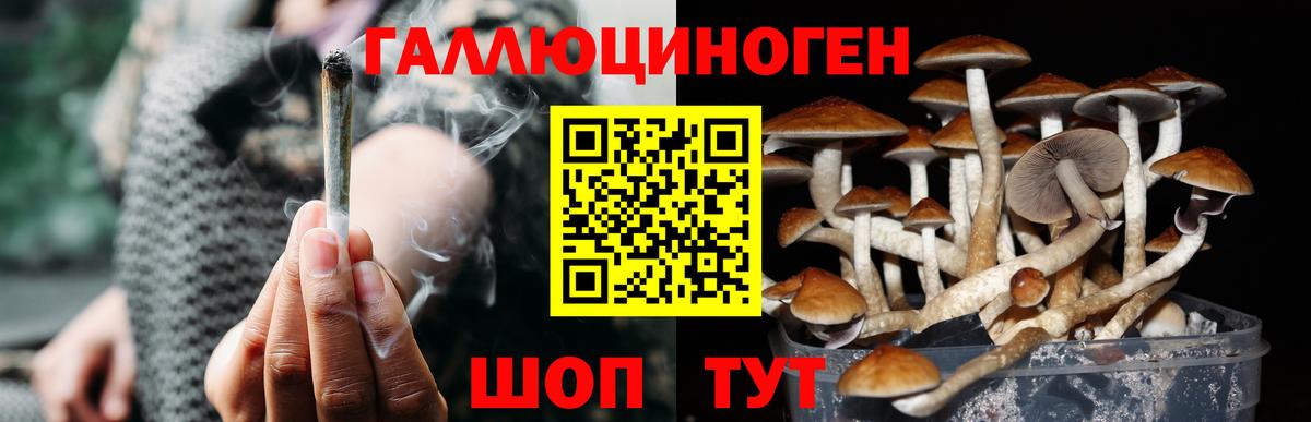 Галлюциногенные грибы Psilocybe  Скопин 
